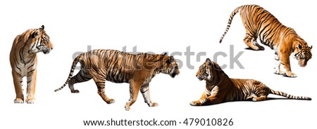  set of tigers  over white background with shade
