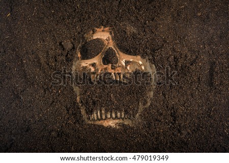 skull  buried in the ground