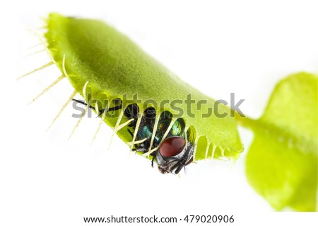Venus flytrap - dionaea muscipula with trapped fly