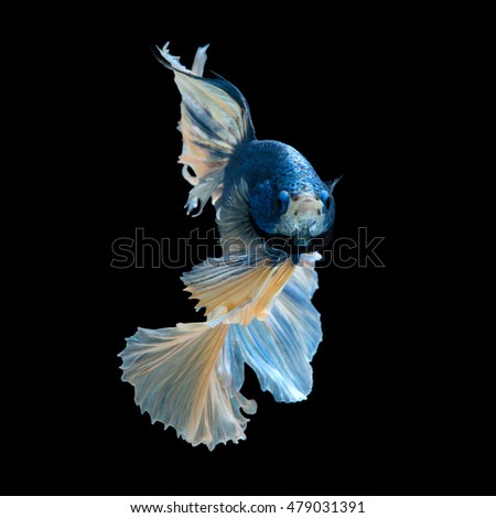 Capture the moving moment of blue siamese fighting fish isolated on black background. 
