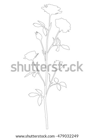 Roses on stem black silhouette - outlines - vector