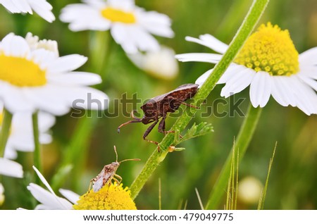 Bidentate stink bug crawling on a stem of chamomile. Insects and flowers in the wild nature.