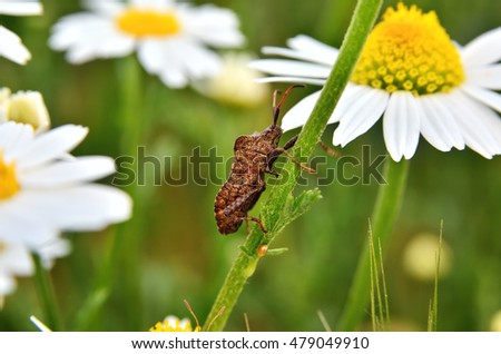 Bidentate stink bug crawling on a stem of chamomile. Insects and flowers in the wild nature.