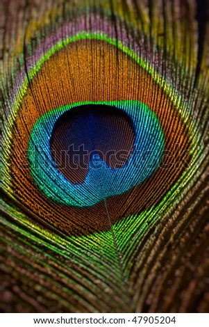 peacock tail feather macro