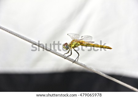 macro: dragonfly balancing on a rope