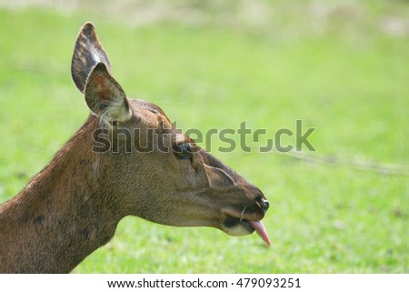 Red deer doe ( Cervus elaphus ) famale detail face