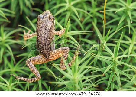 Small forest frog on grass in natural habitat. Shallow focus