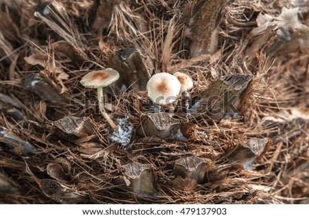 
Mushroom occurs naturally on palm tree.

