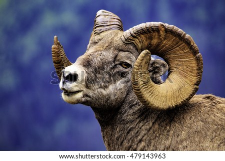 Male Rocky Mountain Big Horn Sheep in a natural setting along the trail in Montana Royalty-Free Stock Photo #479143963