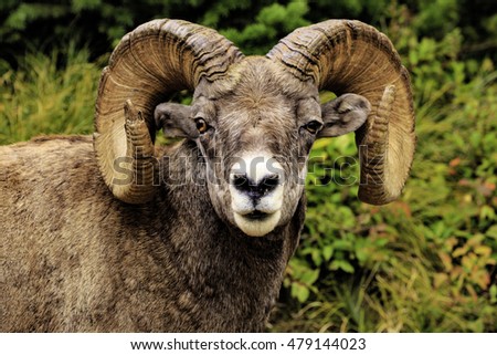 Male Rocky Mountain Big Horn Sheep in a natural setting along the trail in Montana Royalty-Free Stock Photo #479144023