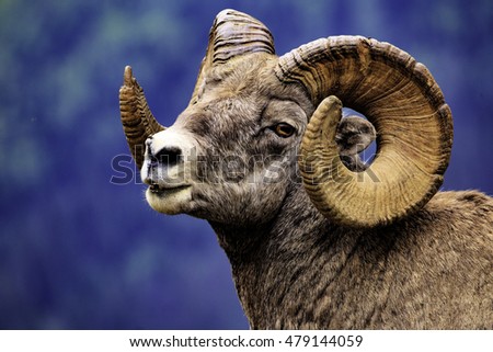 Male Rocky Mountain Big Horn Sheep in a natural setting along the trail in Montana Royalty-Free Stock Photo #479144059