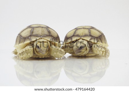  Closeup of a small newborn tortoise on white background                               