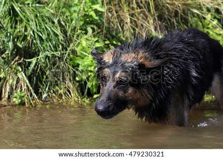 Dog german shepherd catches fish in water