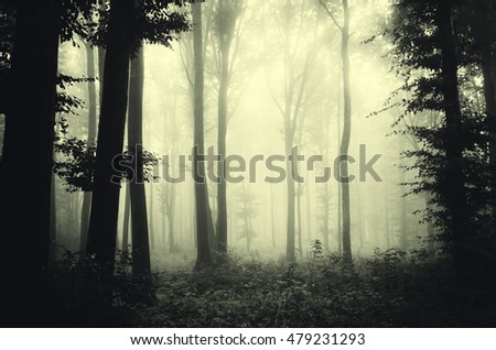 woods in fog background