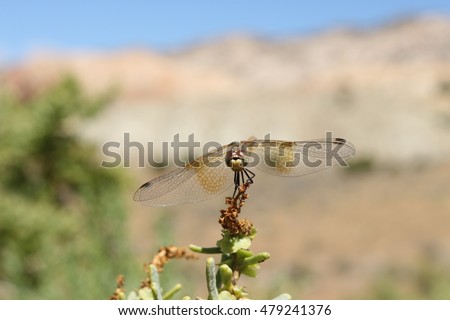 Dragonfly at Dinosaur National Monument