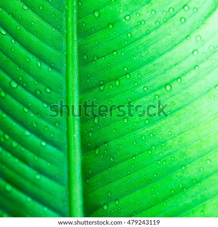 Green natural background