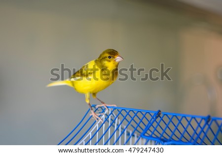 Cute yellow oil canary on a cage