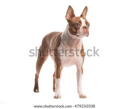 boston terrier on solid white background