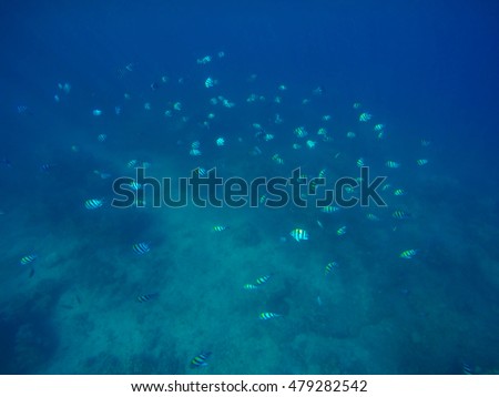 Underwater landscape with deep blue sea water and bubbles. Turquoise and teal oceanic view from a dive. Nautical background. Abstract photo from undersea. Corals and sea plants near sea bottom