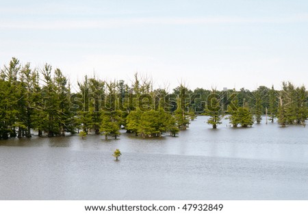 Mud Lake and trees growing in the water