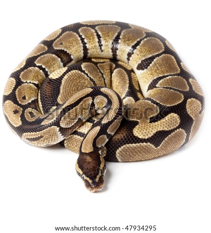 Royal Python, or Ball Python (Python regius), in studio against a white background. Royalty-Free Stock Photo #47934295