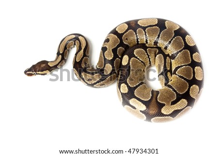 Royal Python, or Ball Python (Python regius), in studio against a white background. Royalty-Free Stock Photo #47934301