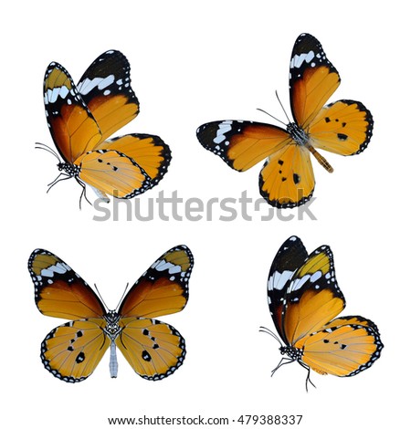 Set of beautiful Plain Tiger butterfly in various views, exotic butterflies