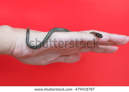 Golden Tree Snake (Chrysopelea ornata) climbers on the hand