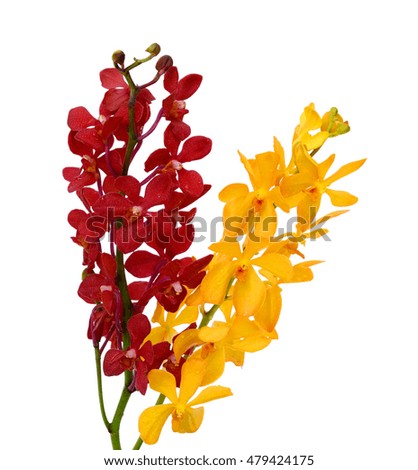 beautiful vanda orchid flowers, isolated on white background