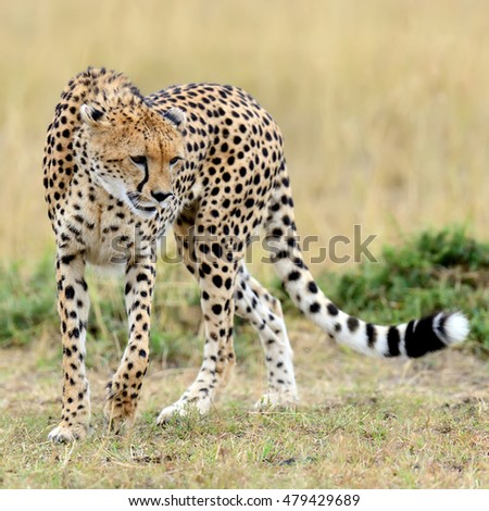 Cheetah on grassland in National park of Africa