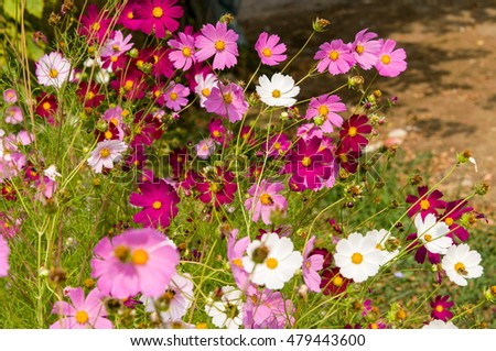 Cosmos flowers blooming in the garden summer season