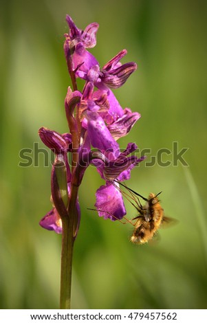 Orchid and pollinator ), winged orchid