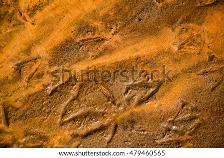Bird footprints on the wet sand. Textured natural background.
