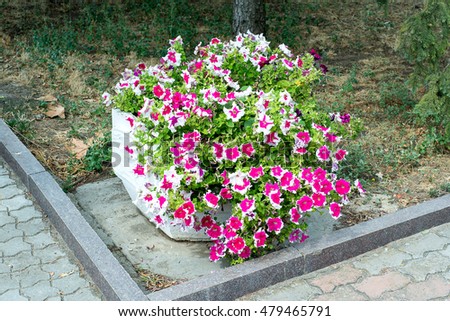 A flower bed with blooming colorful petunia