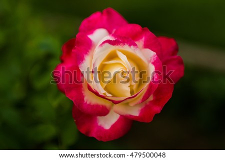 Blur picture of roses in the garden and selective focus 