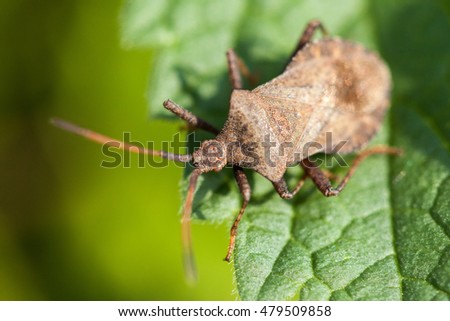 Stink bug sitting on a leaf