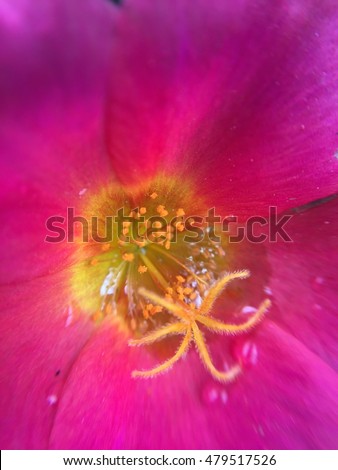 Pollen blur