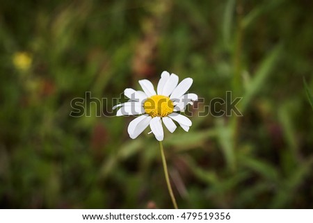 Beautiful close-up of chamomile flower on green field. Natural background for your design