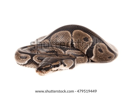 Beautiful python isolated in a white background