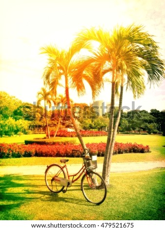 Palm tree with bicycle vintage tone