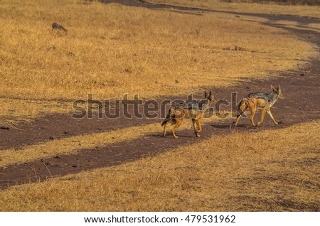 Beautiful jackal in the savanne in Tanzania