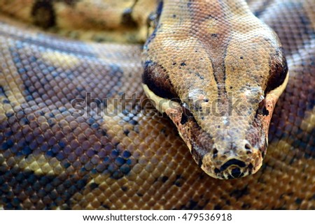 The Snake

Picturing of a phyton snake in a very closed up shot.