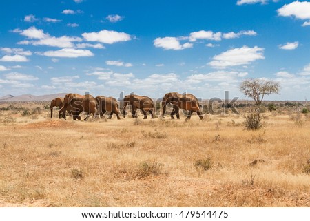 Group of elephants in the Savana, Tsavo National Park, Kenya - Africa Royalty-Free Stock Photo #479544475