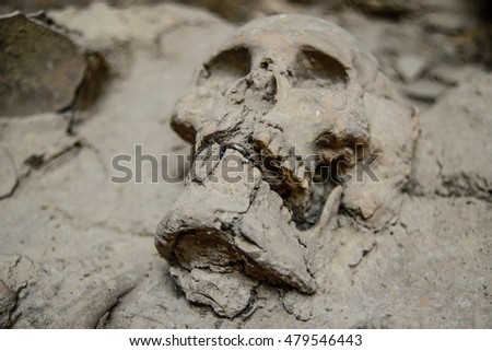 Ancient Human skull in burial ,Ban Non-Muang ,Chumpae,Khon-Khaen,Thailand.