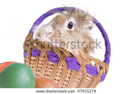 Rabbit in basket