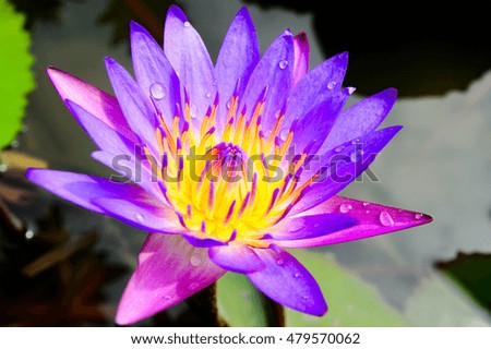 Close-up Water Lily Beautiful Flower ,natural background, soft focus
