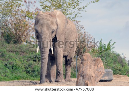 Picture of a big elephant on a sunny summer day