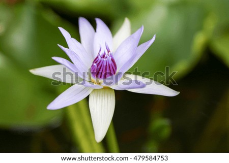 Closeup blooming blue and light blue waterlily