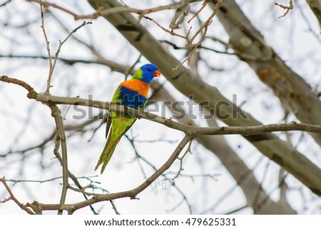 Rainbow Lorikeet sitting on a branch on a winter's day