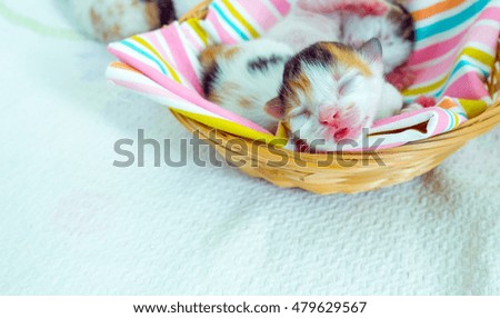 3 Days Old Kitty Baby Cat in Basket